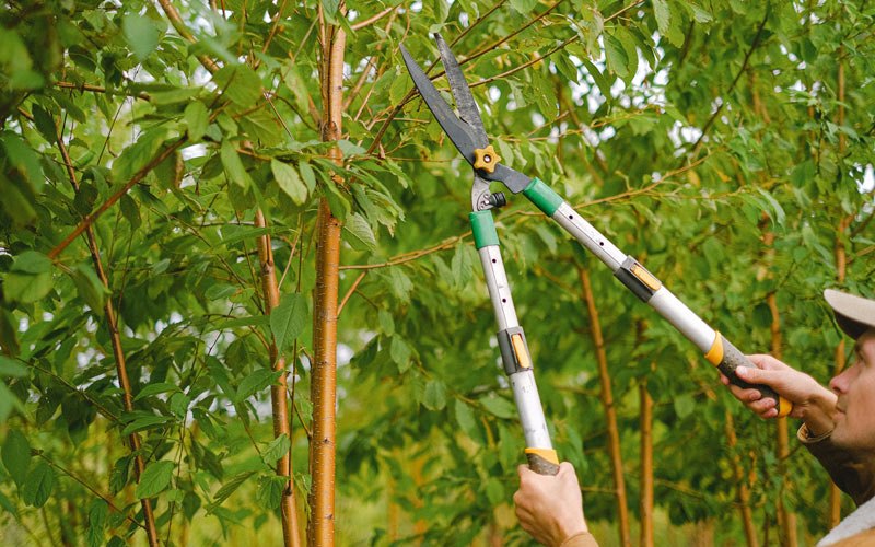 Tree trimming in Amery, WI
