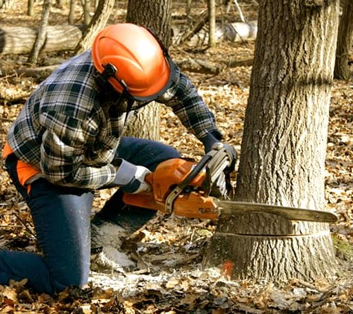 Tree Removal in Amery, WI